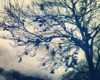 family law solicitor