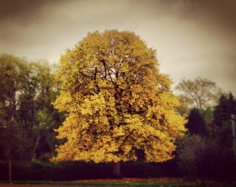 prenuptial legal advice