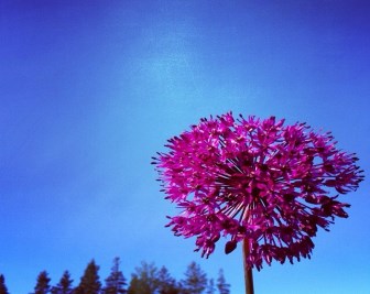 family law solicitor