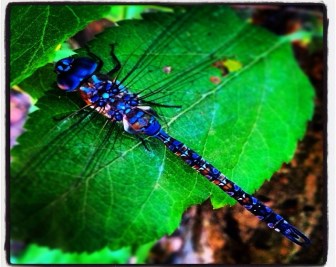 Legal advice children