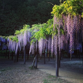 top divorce solicitor